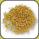 coriander supplier, wholesale spices from india, kodri seeds